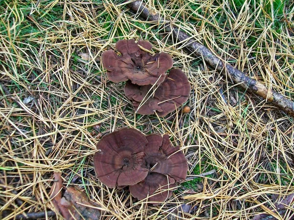 Mushrooms coltricia perennis — Stock Photo, Image