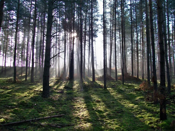 Słońce świeci w lesie — Zdjęcie stockowe