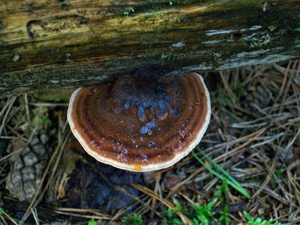 Mushroom ischnoderma benzoinum — Stock Photo, Image