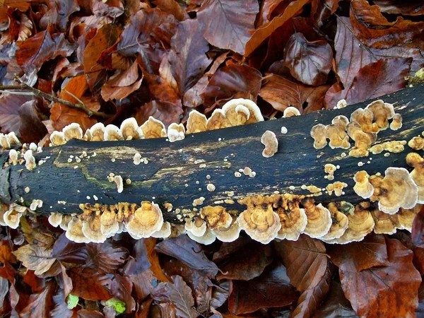 Mushroom trametes — Stock Photo, Image