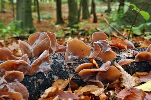 Paddestoelen auricularia Aurikel-judae — стокове фото