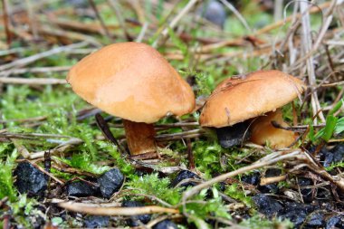 mantar suillus bovinus