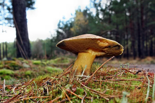 Mushroom suillus variegatus — Stock Photo, Image