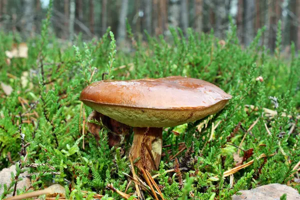 버섯 xerocomus badius — 스톡 사진