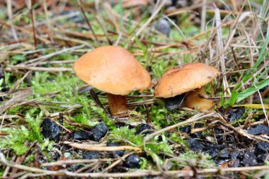 mantar suillus bovinus