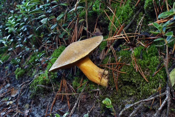 Mushroom suilvargatus — стоковое фото
