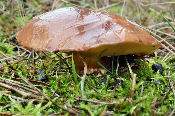 Mushroom suillus luteus — Stock Photo, Image
