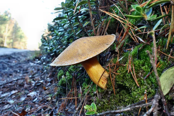 Mushroom suillus variegatus — Stock Photo, Image