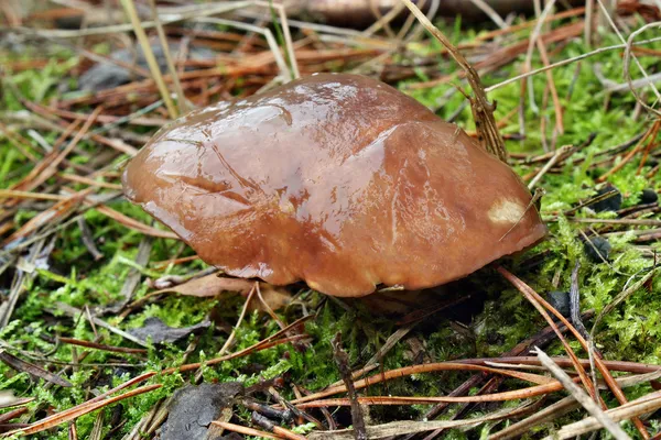 Mushroom suillus luteus — Stock Photo, Image