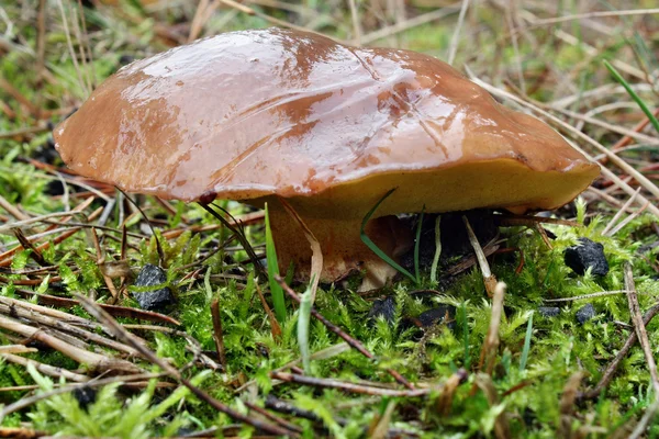 Mushroom suillus luteus — Stock Photo, Image