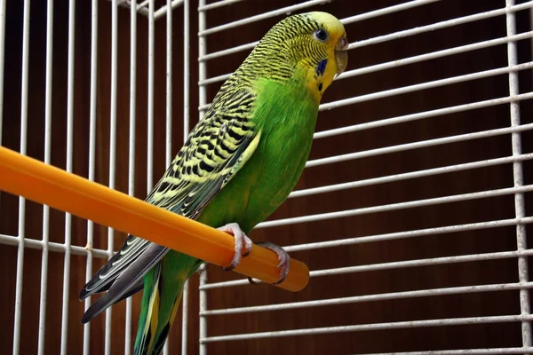 Gele groene golvende parrot — Stockfoto