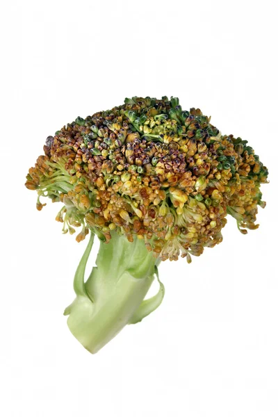 Green broccoli — Stock Photo, Image