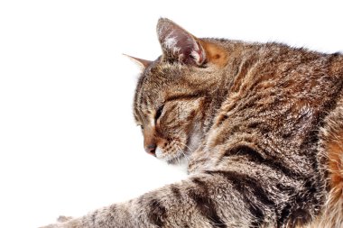 uykulu kedi