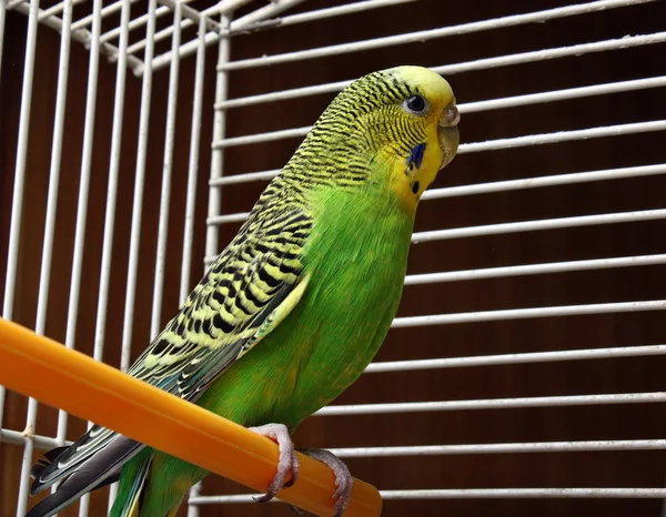 Gele groene golvende parrot — Stockfoto