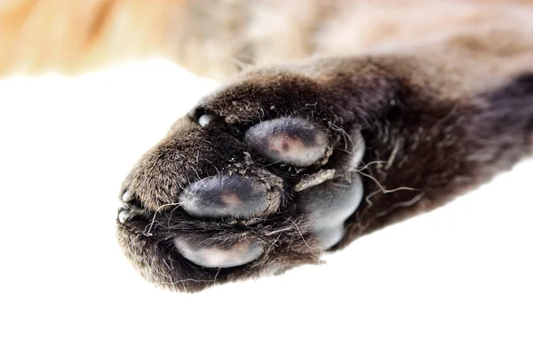 La malattia nei polpastrelli dei gatti — Foto Stock