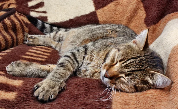 Comfortably sleeping cat — Stock Photo, Image