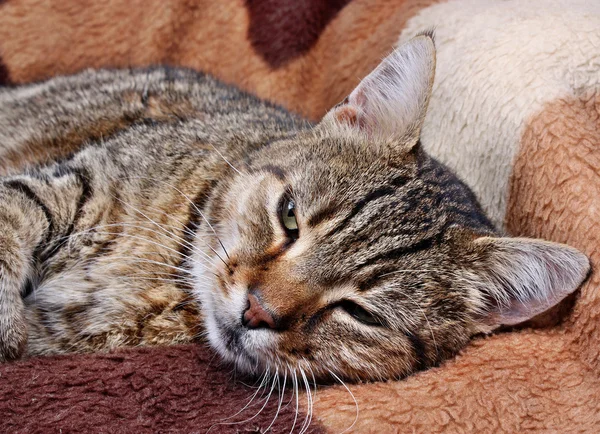 Resting cat — Stock Photo, Image