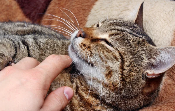 Acariciar a un gato — Foto de Stock