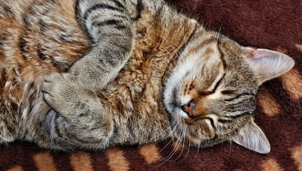 Grappige grote gevulde kat — Stockfoto