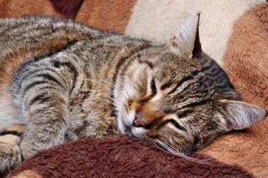 Kedi yalan söylüyor