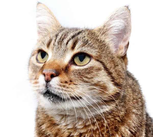 Cat gaze — Stock Photo, Image
