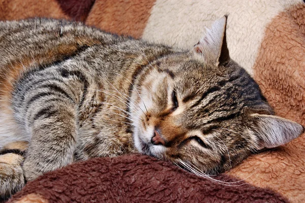 Liegen van katten — Stockfoto