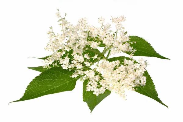 Elderberry flower — Stock Photo, Image