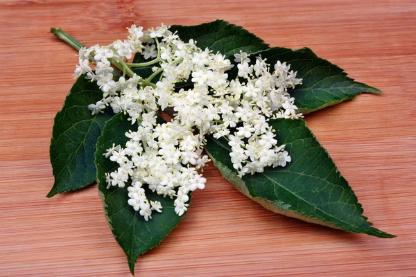 Flor de saúco —  Fotos de Stock