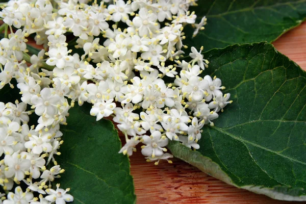 Flor de saúco —  Fotos de Stock