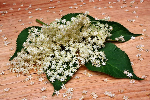 Flor de saúco —  Fotos de Stock