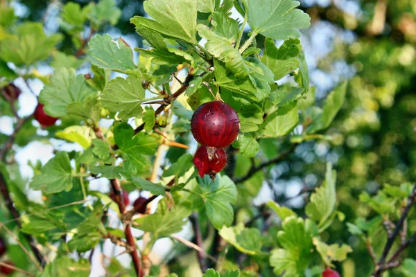 Rote Stachelbeere — Stockfoto