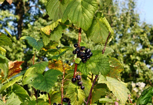 Blackcurrants — Stock Photo, Image