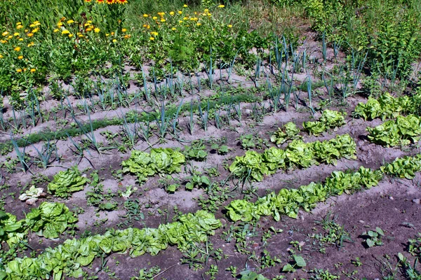 Zöldségek a kertben — Stock Fotó