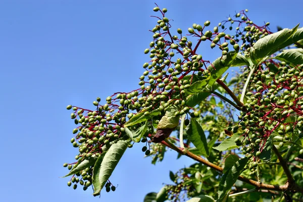 Niedojrzałe owoce czarnego bzu — Zdjęcie stockowe