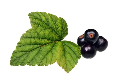 Blackcurrant