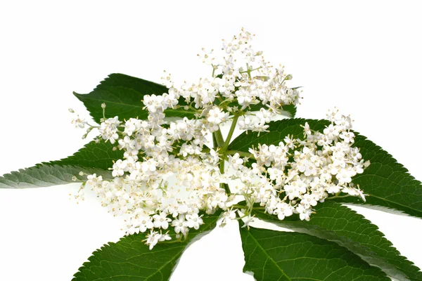 Elderberry flower — Stock Photo, Image