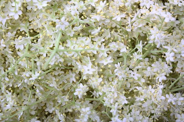 Elderberry λουλούδια — Φωτογραφία Αρχείου