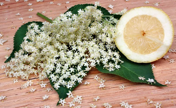 Elderberry flowers — Stock Photo, Image