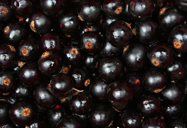 Frutta di ribes nero — Foto Stock