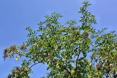 Mürver meyve büyüyen