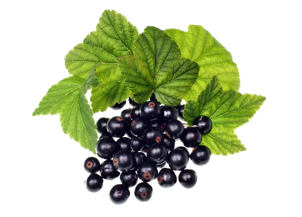 Black currant — Stock Photo, Image