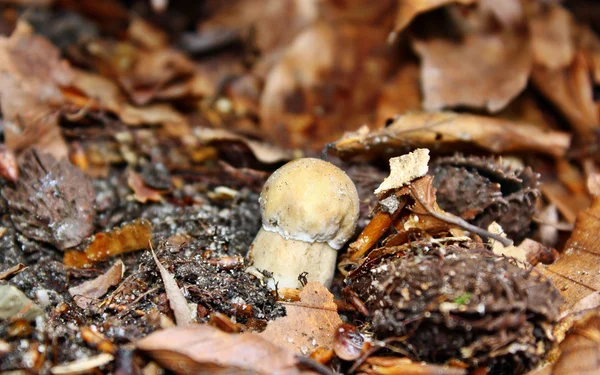 Mushroom boletus — Stock Photo, Image