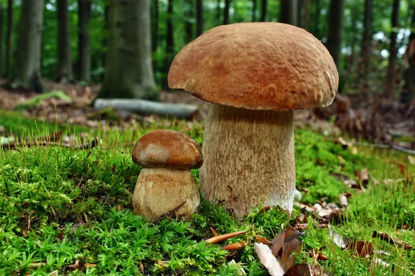 Two mushroom boletus — Stock Photo, Image