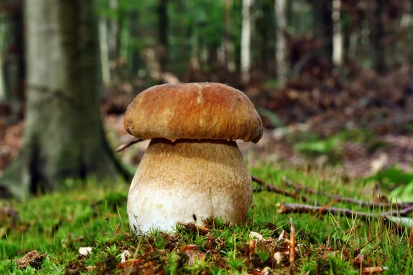 Boletus — Foto de Stock