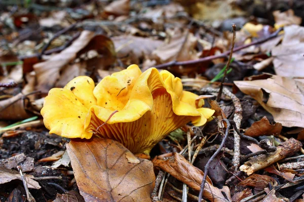 Chanterelle de cogumelos — Fotografia de Stock