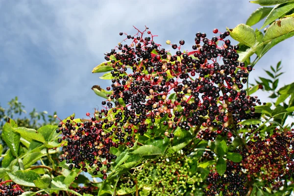 Elderberry fruits after rain — Stock Photo, Image