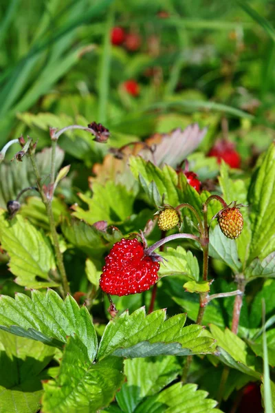 Άγριες φράουλες — Φωτογραφία Αρχείου