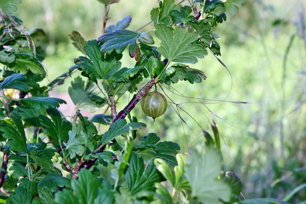 Yeşil bektaşi — Stok fotoğraf