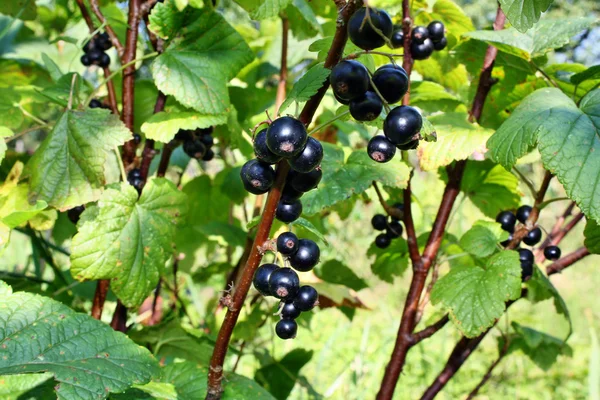 Svarta vinbär frukt — Stockfoto