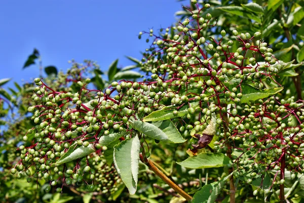 Elderberry φρούτα — Φωτογραφία Αρχείου
